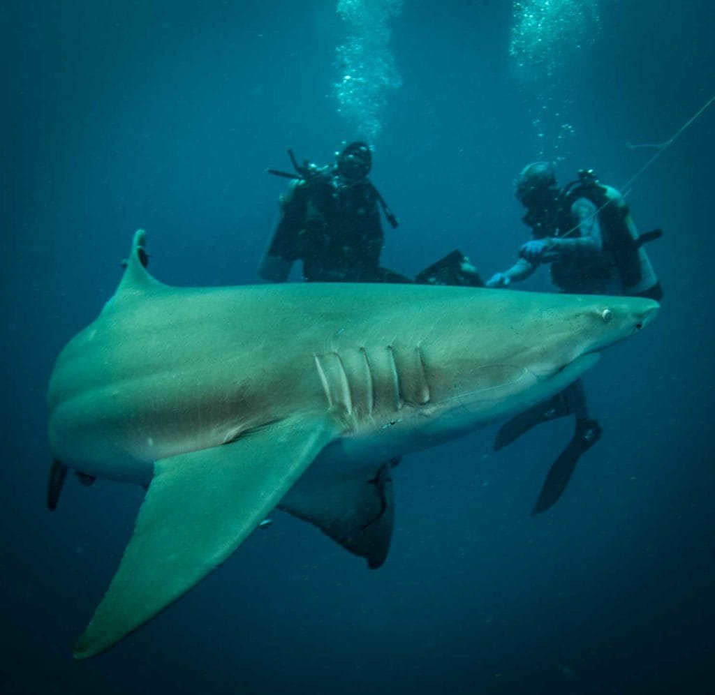 Sharks in These Waters.