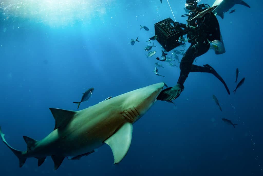 Shark Tails, NOT Tall Tales