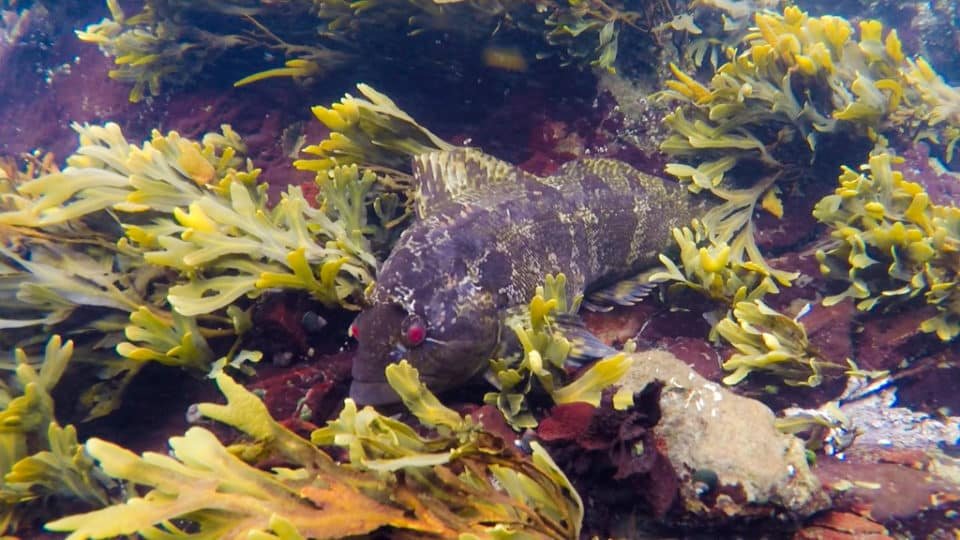 Dinner in the Kelp Forest