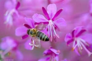Featured Image honey bee