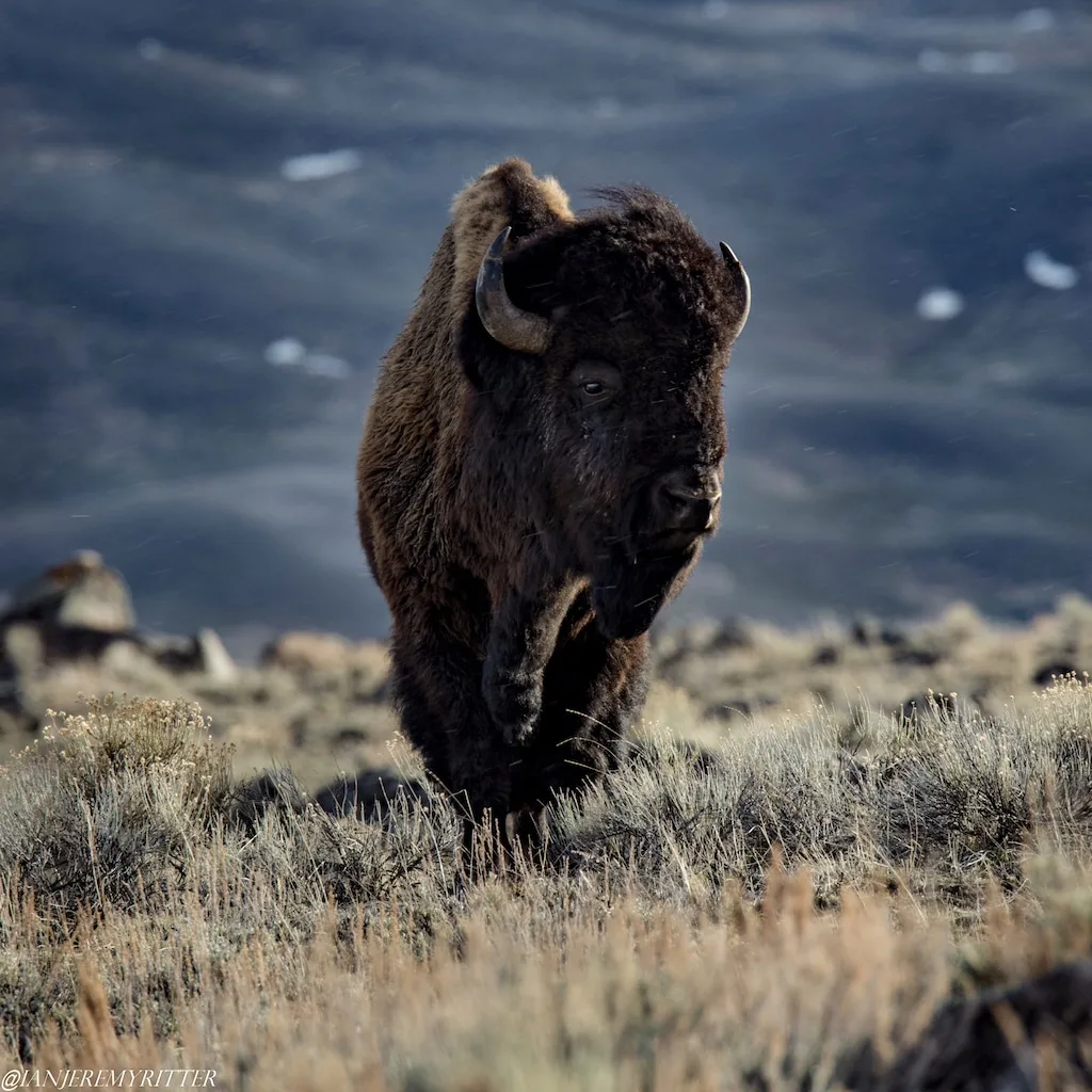 Big Bison are Scary Bison 3 BL 3 D85 2650