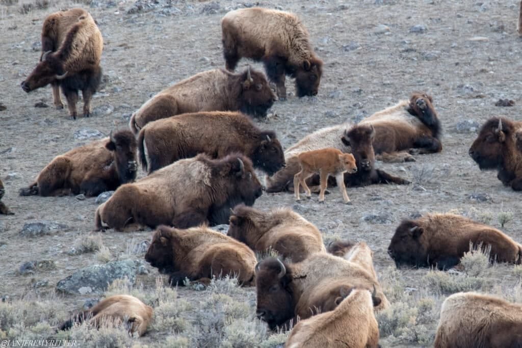 World’s Cutest Baby Bison