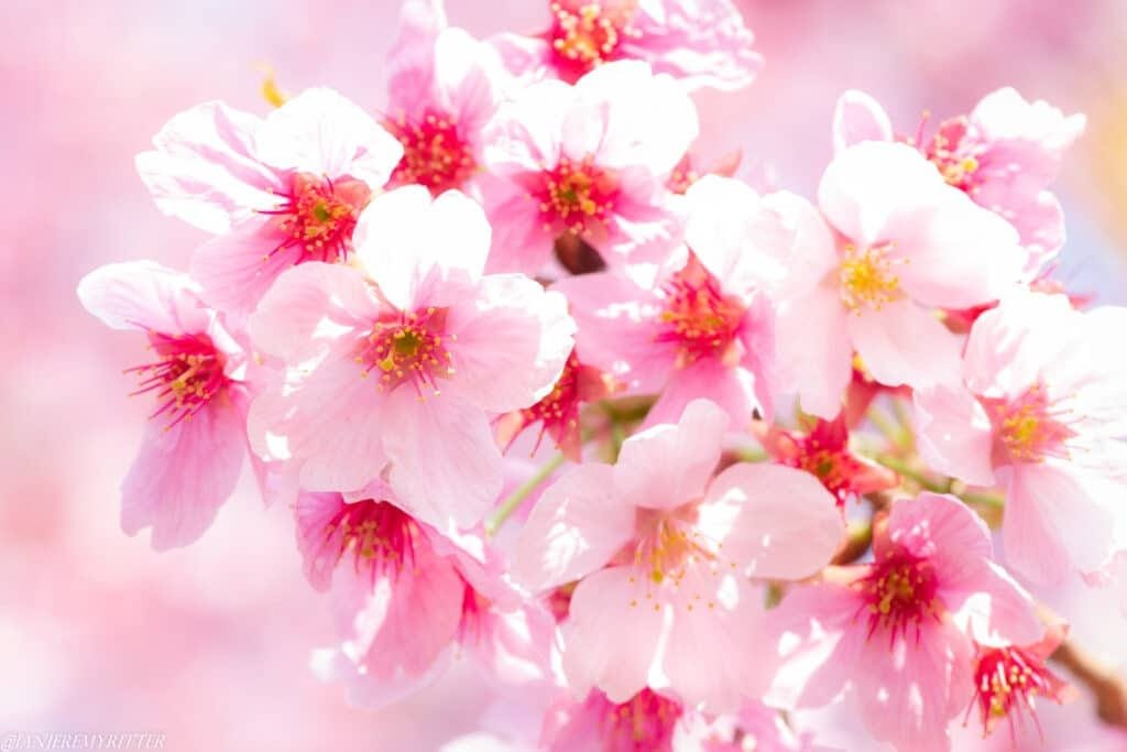 Japan’s Cherry Blossoms in Shinjuku