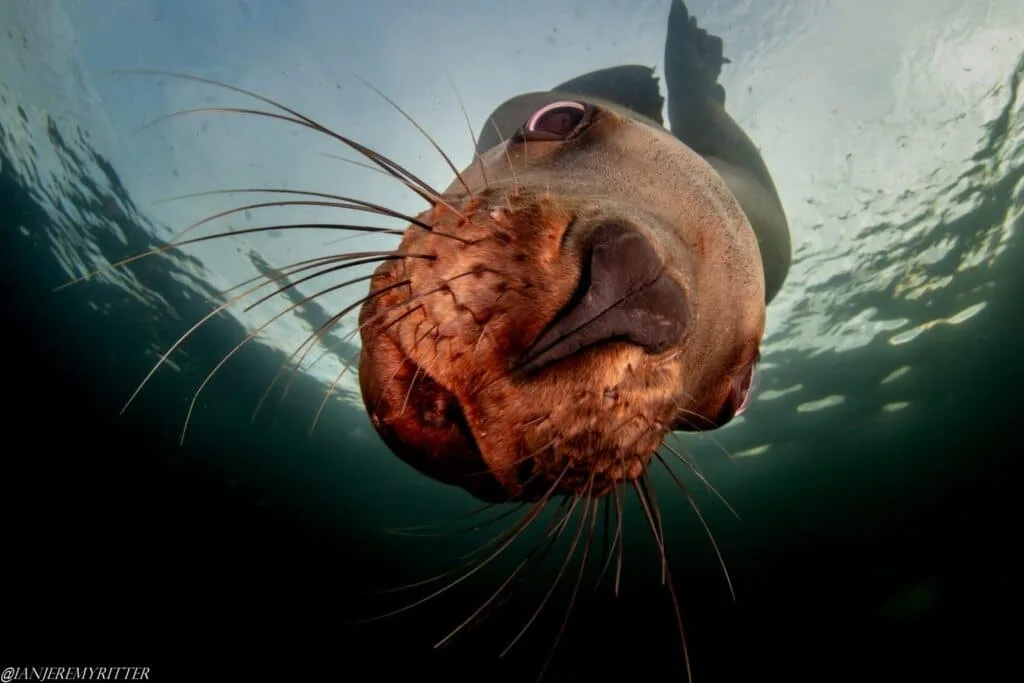 Sea Lions in Hornby 10 1.