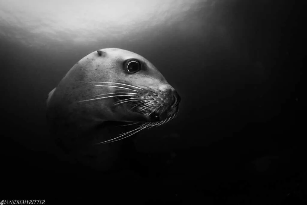 Sea Lions in Hornby 11 2.