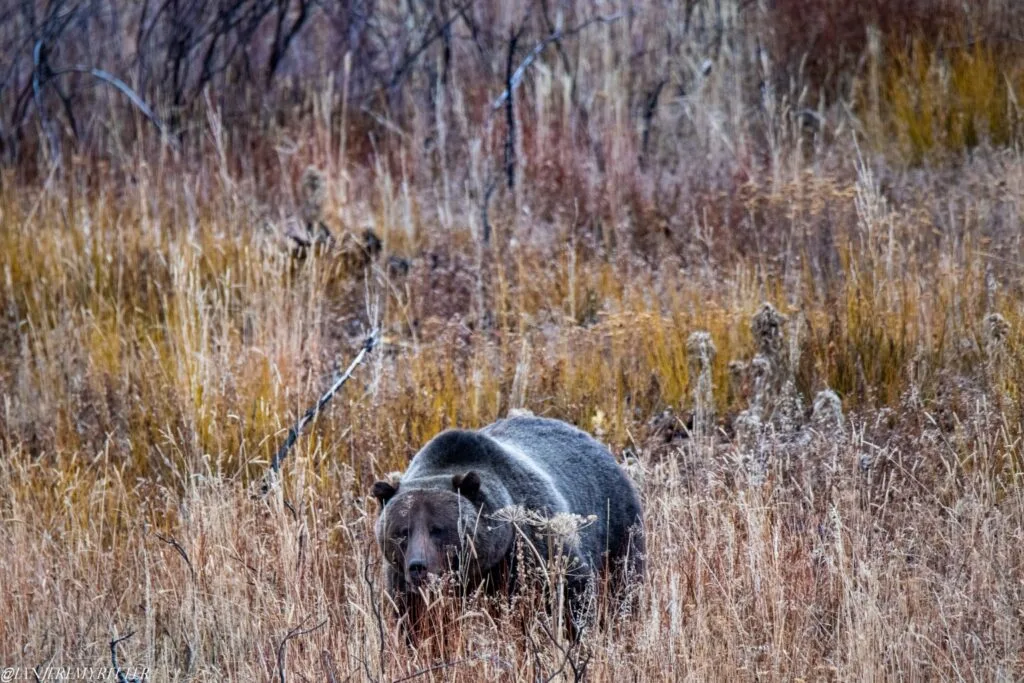 Sea Lions in Hornby 12 Bear walking on the wilderness