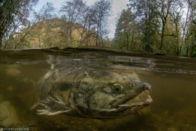 Fish underwater river