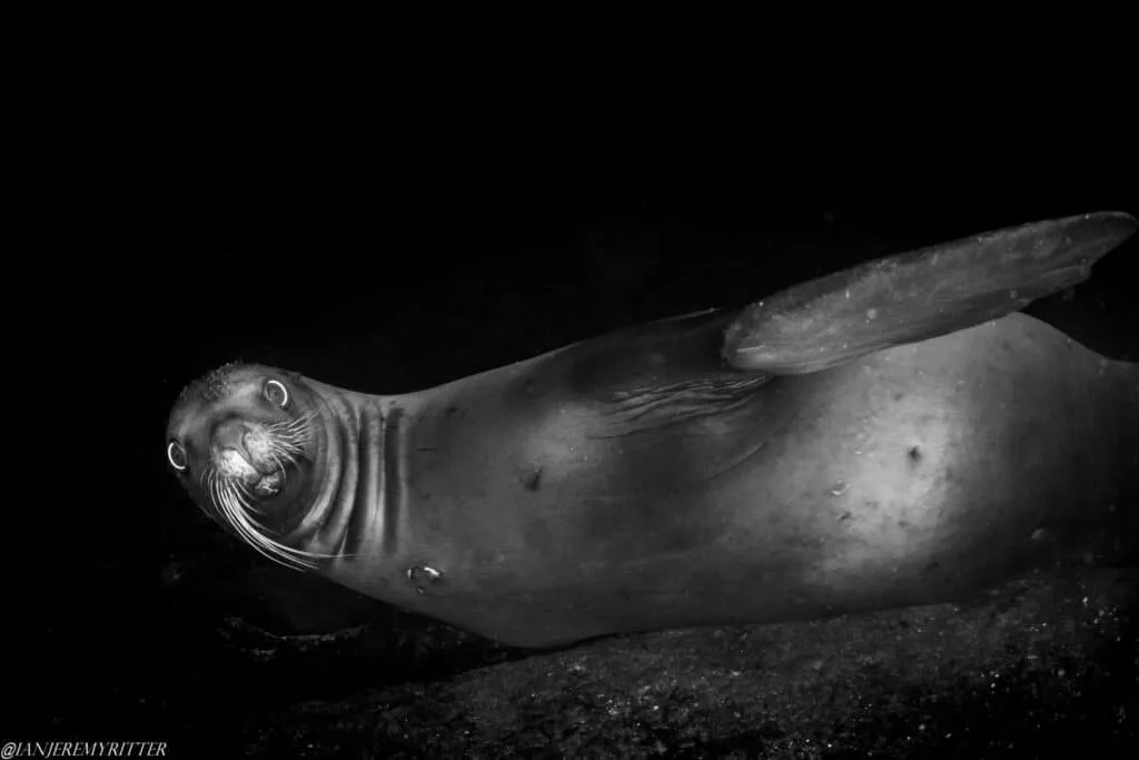 Sea Lions in Hornby 14 5