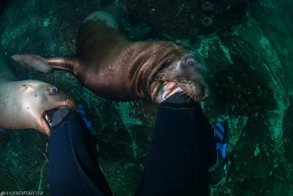 Sea Lions in Hornby 15 6.