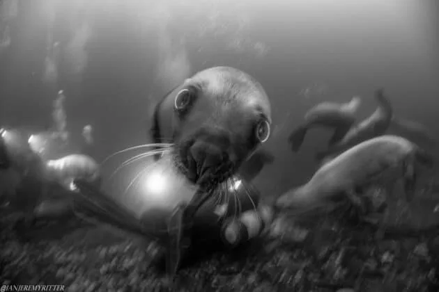 Sealions