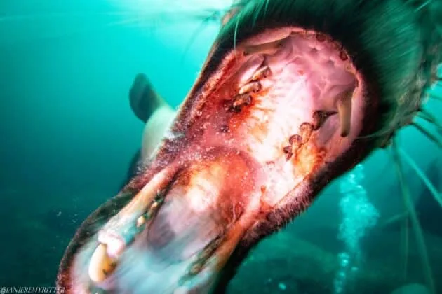 Mouth of a sealion