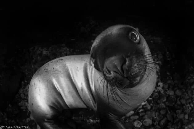 Cute sealion posing
