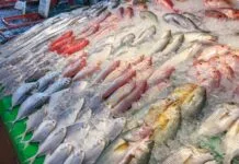 Fresh fish in the market