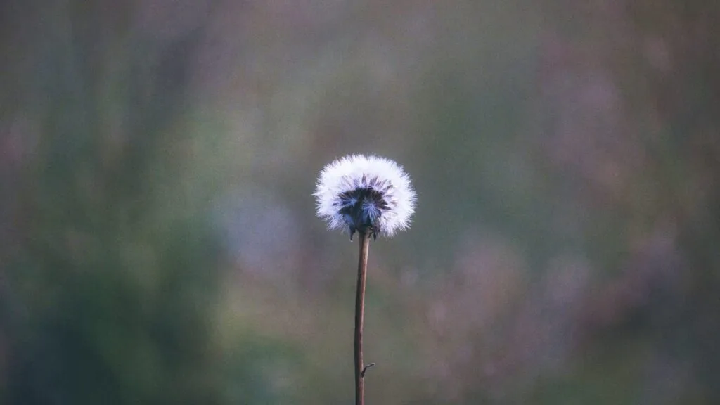 Myths about Vulnerability